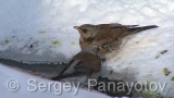 Video of Mistle Thrush - Fieldfare in the winter forest and snow